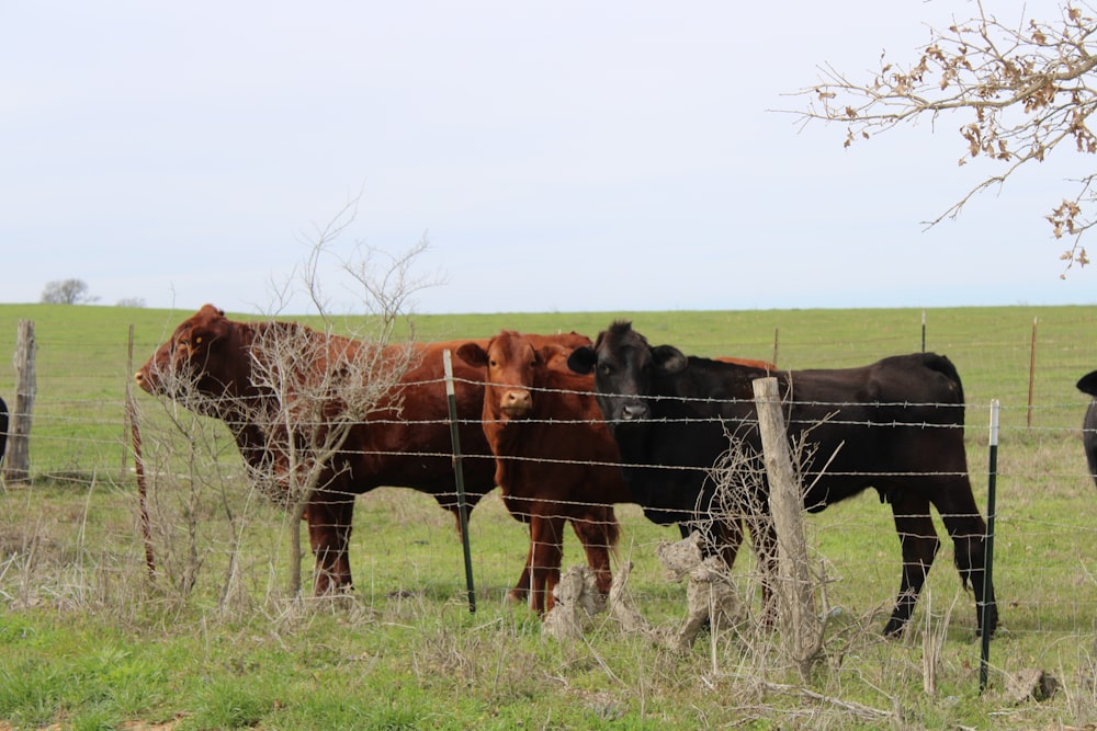 una mandria di bovini in piedi in cima a un campo coperto di erba
