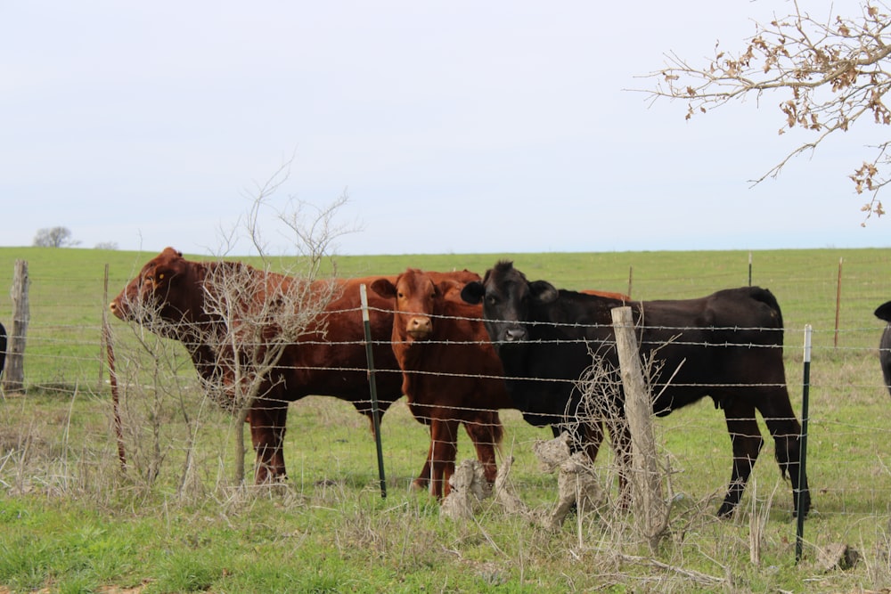 a herd of cattle standing on top of a grass covered field