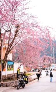 A vibrant street scene in Pasadena with cherry blossoms framing a cozy cafe.