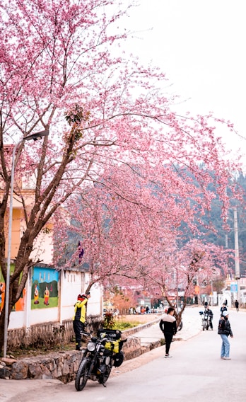 A vibrant street scene in Pasadena with cherry blossoms framing a cozy cafe.