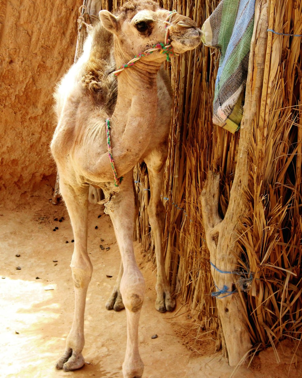 a camel standing next to a pile of straw