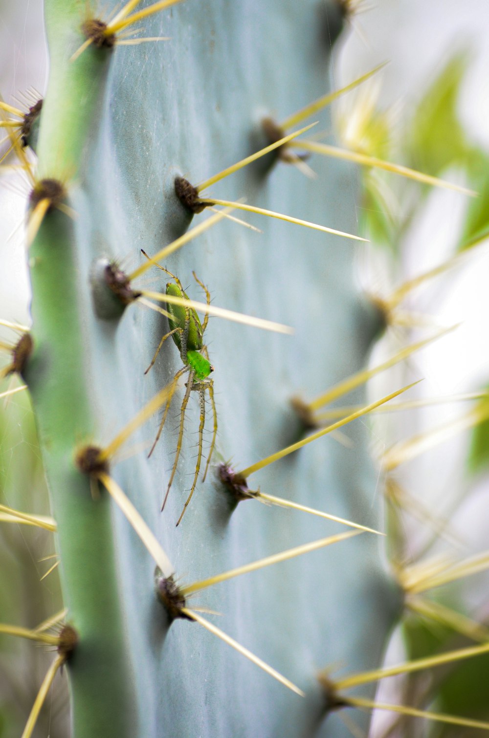 a green insect sitting on top of a green cactus