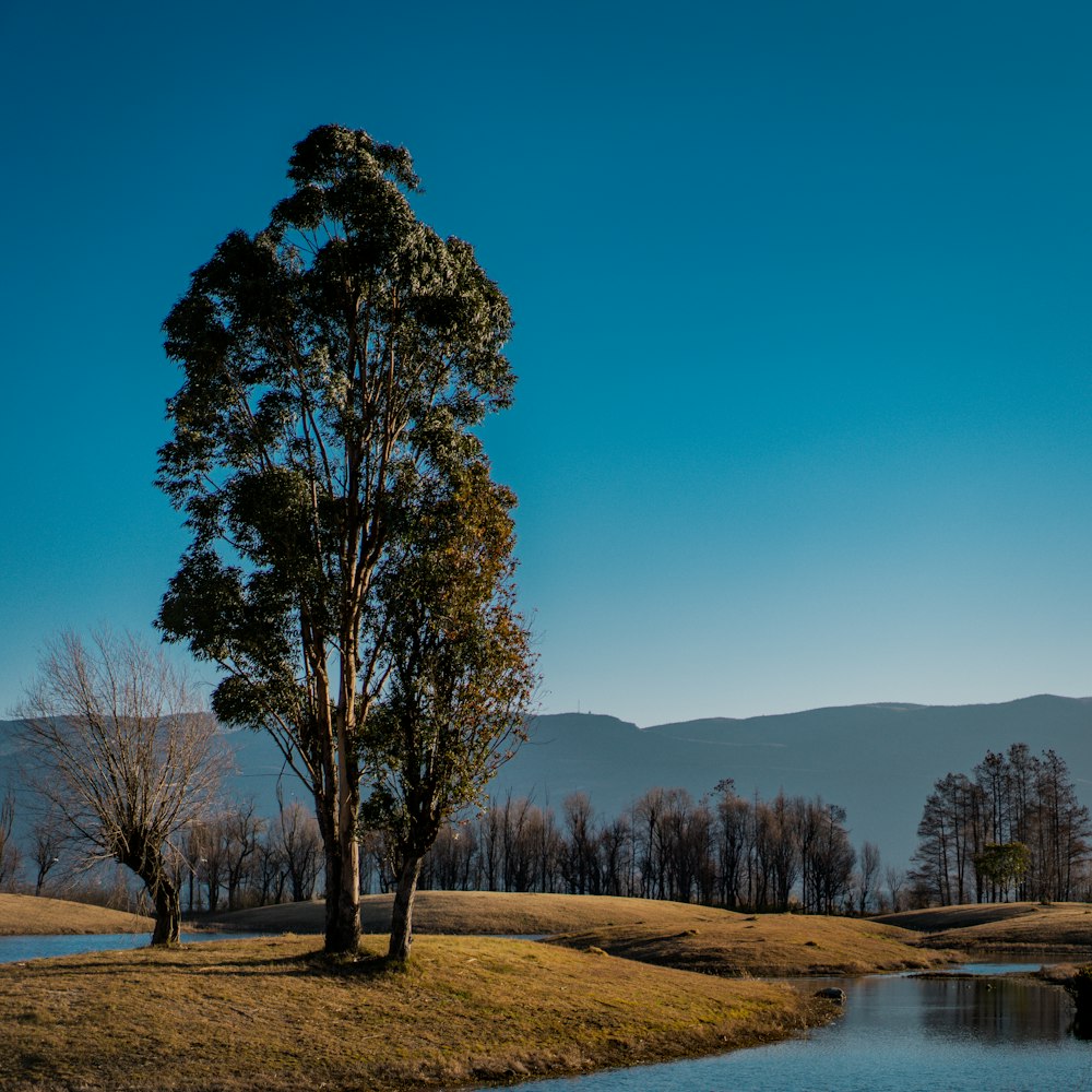 a lone tree in the middle of a grassy field