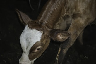 A young calf with brown and white coloring is seen closely from the side in a dimly lit setting.
