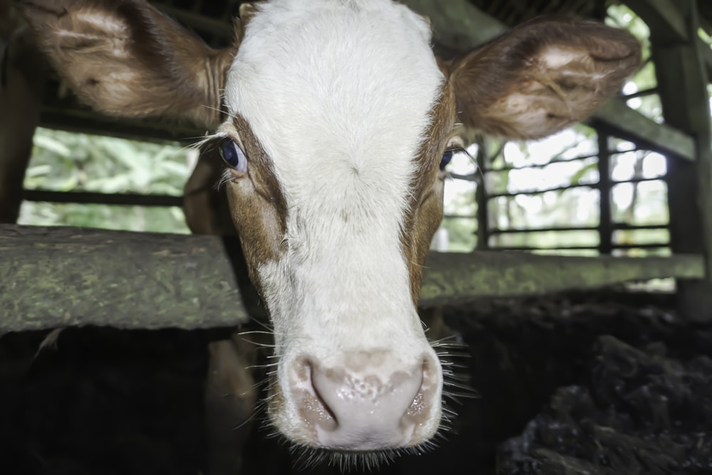 a brown and white cow sticking its head over a fence