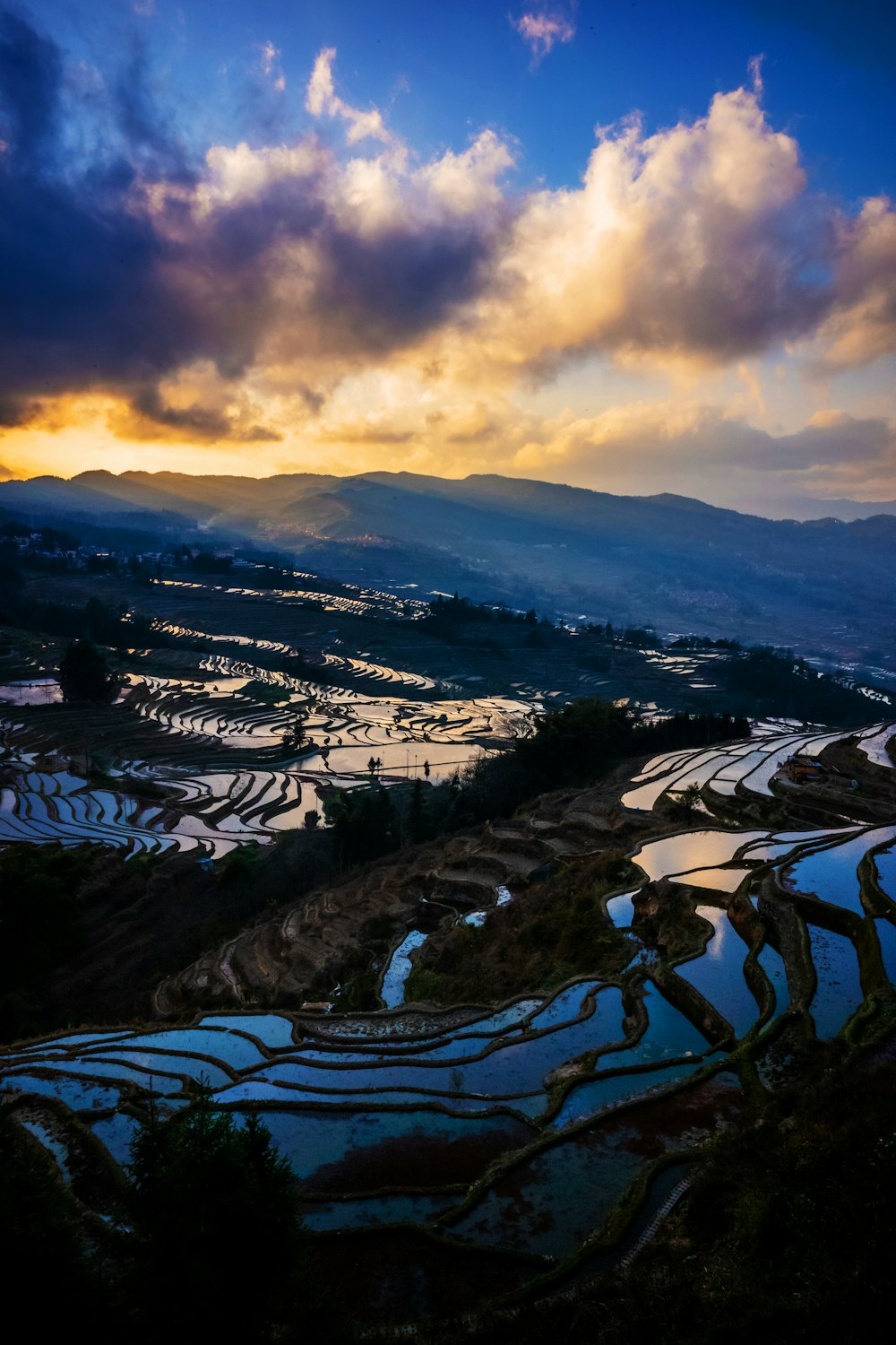 the sun is setting over a rice field