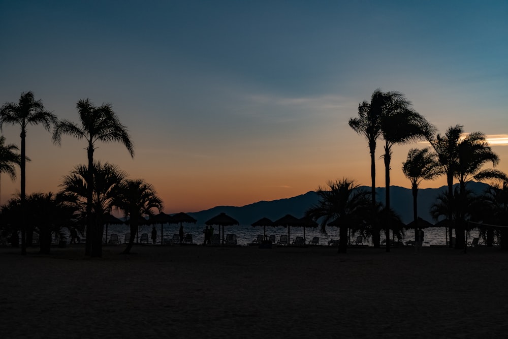 palm trees are silhouetted against the setting sun