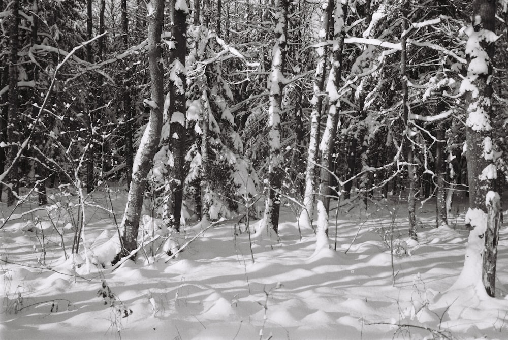 a black and white photo of snow covered trees