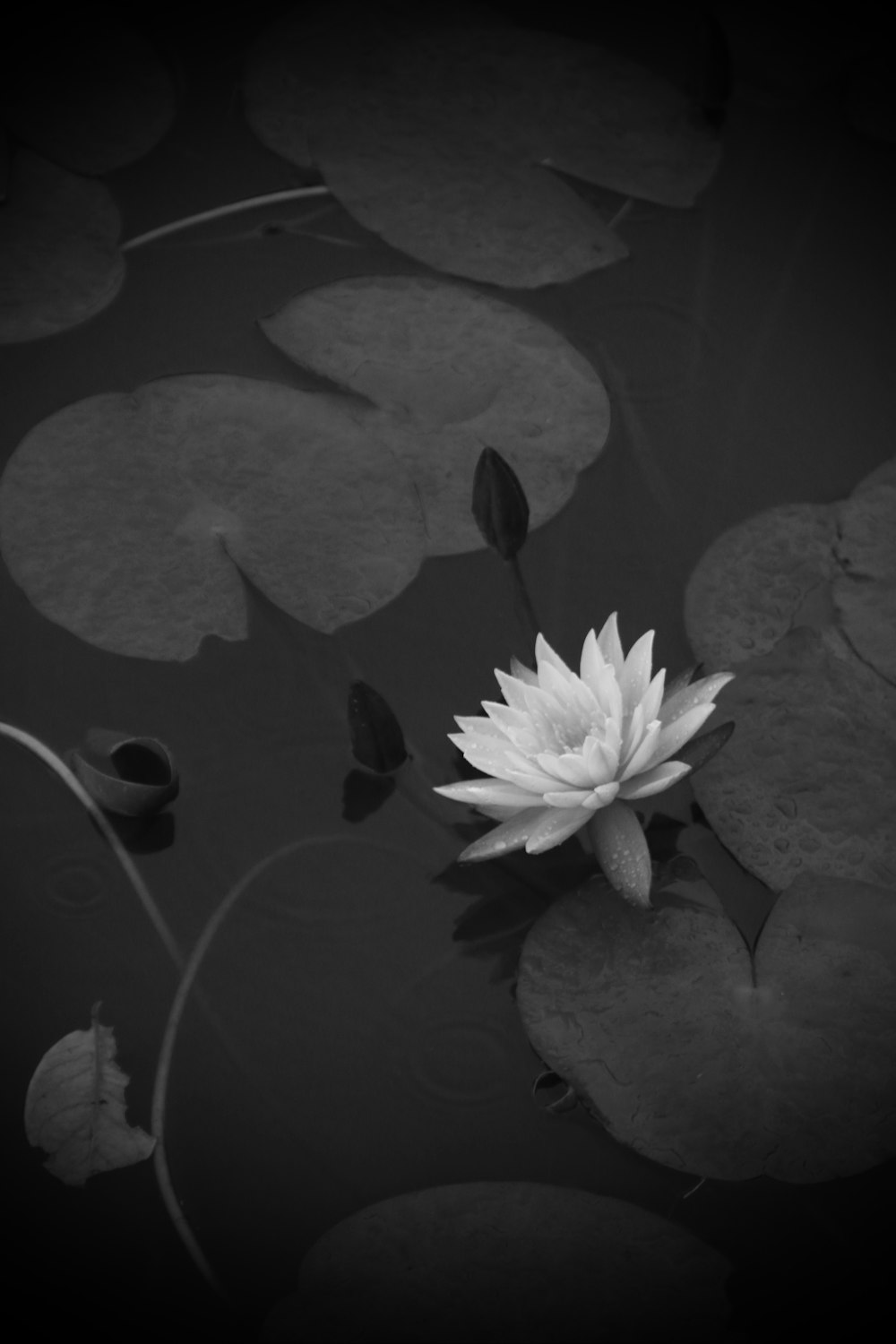 a white water lily in a pond with lily pads