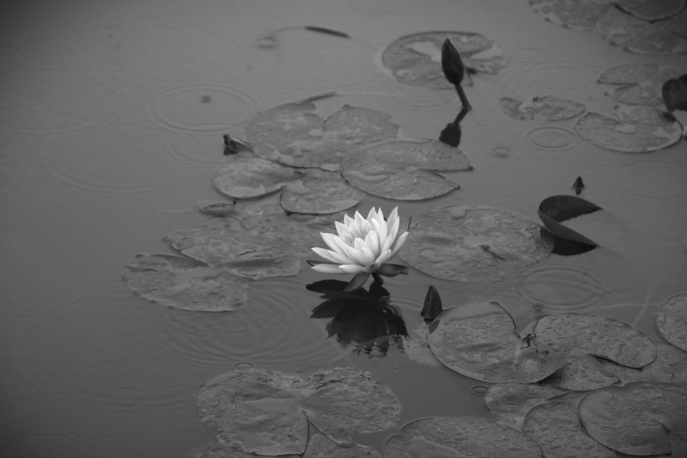 a white water lily floating on top of a pond