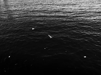 Dark water with ripples spreading across the surface, accompanied by scattered debris floating in different areas.