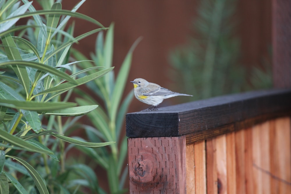 a small bird perched on top of a wooden fence