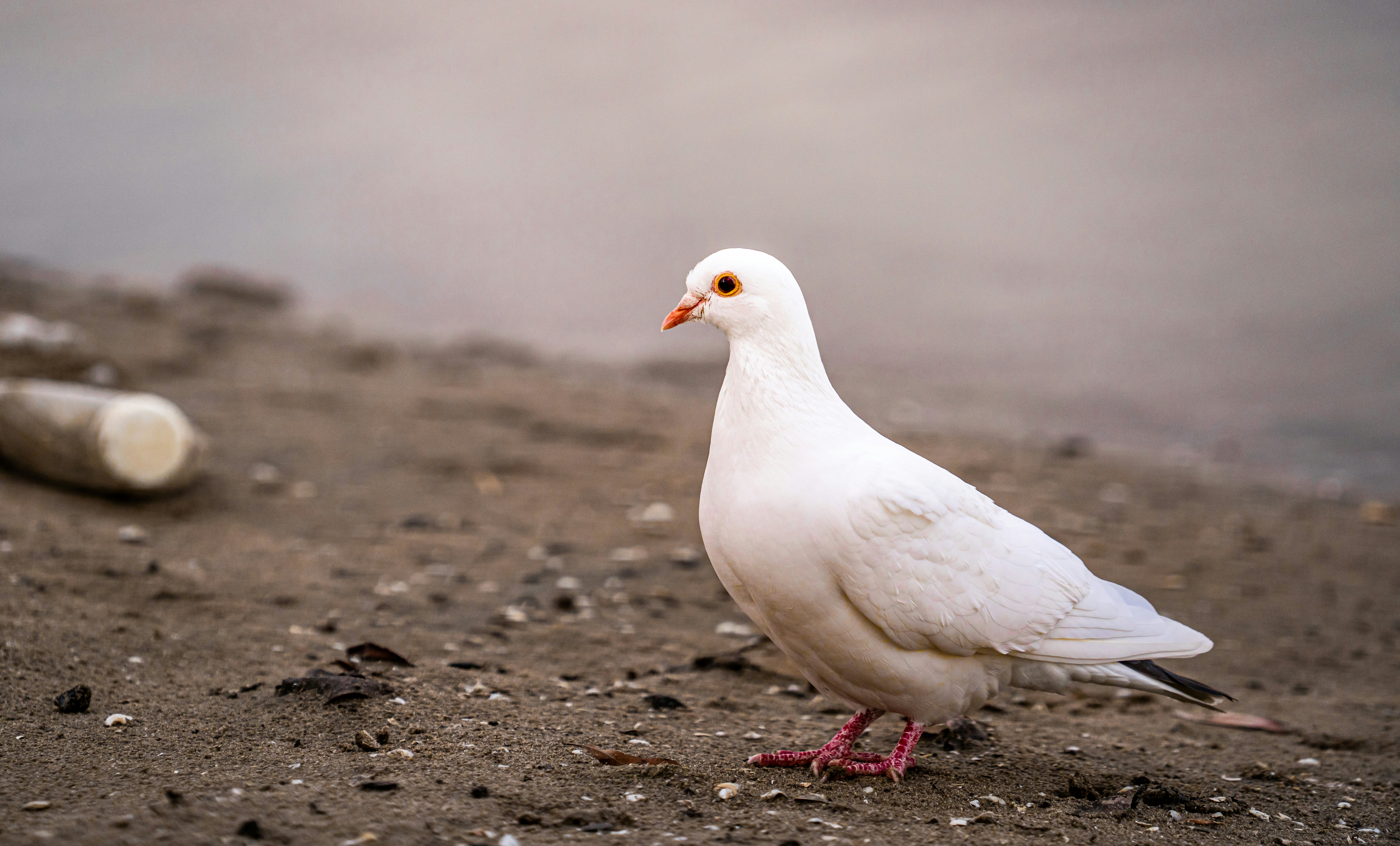 Photo by chris_robert