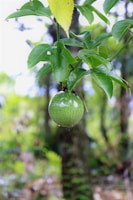 A green unripe passion fruit hanging from a vine amidst glossy green leaves. The background consists of blurred foliage and tree trunks, creating a lush, garden-like setting.