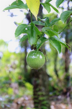 A green unripe passion fruit hanging from a vine amidst glossy green leaves. The background consists of blurred foliage and tree trunks, creating a lush, garden-like setting.