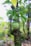 A green unripe passion fruit hanging from a vine amidst glossy green leaves. The background consists of blurred foliage and tree trunks, creating a lush, garden-like setting.