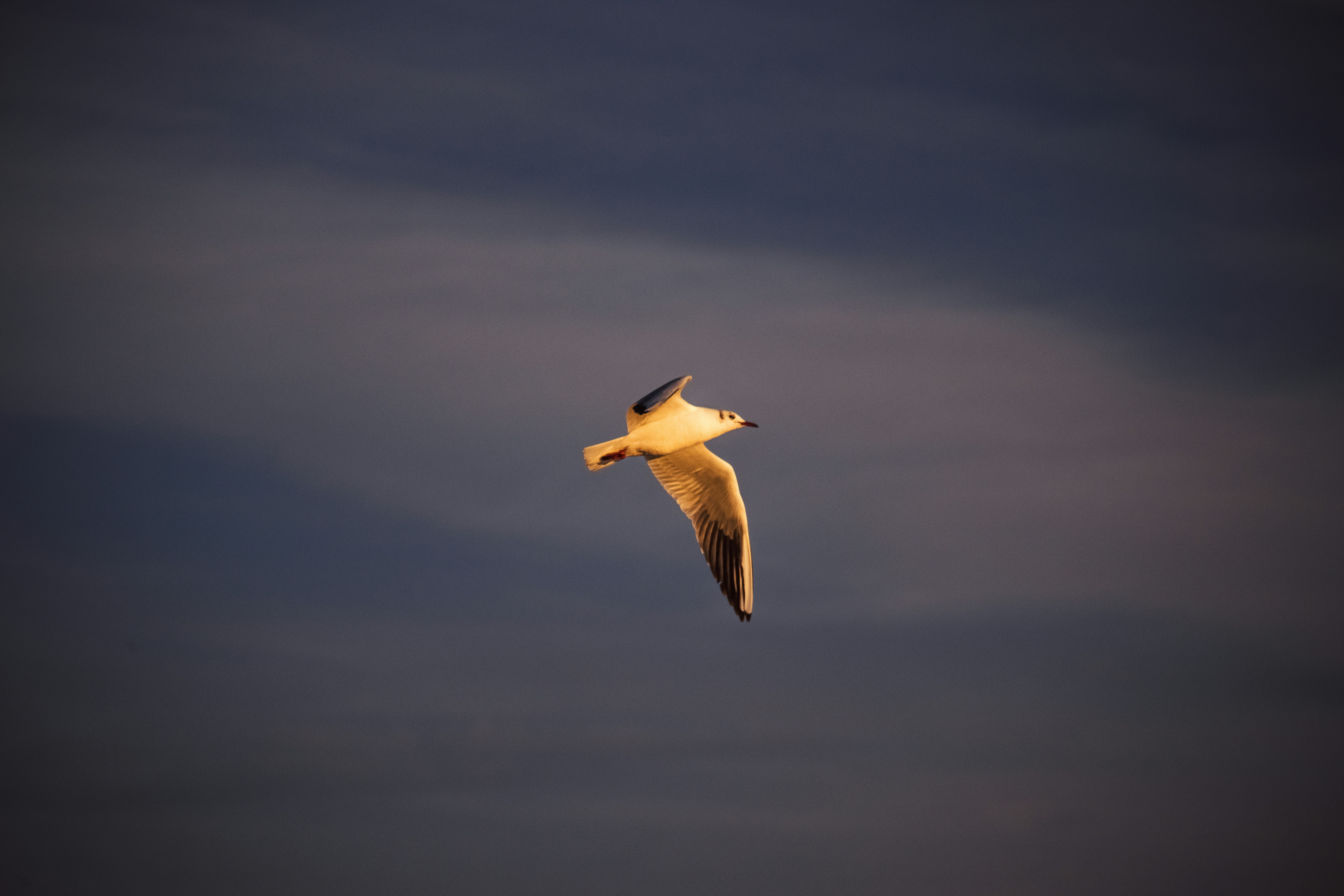 Photo by sinabahar76