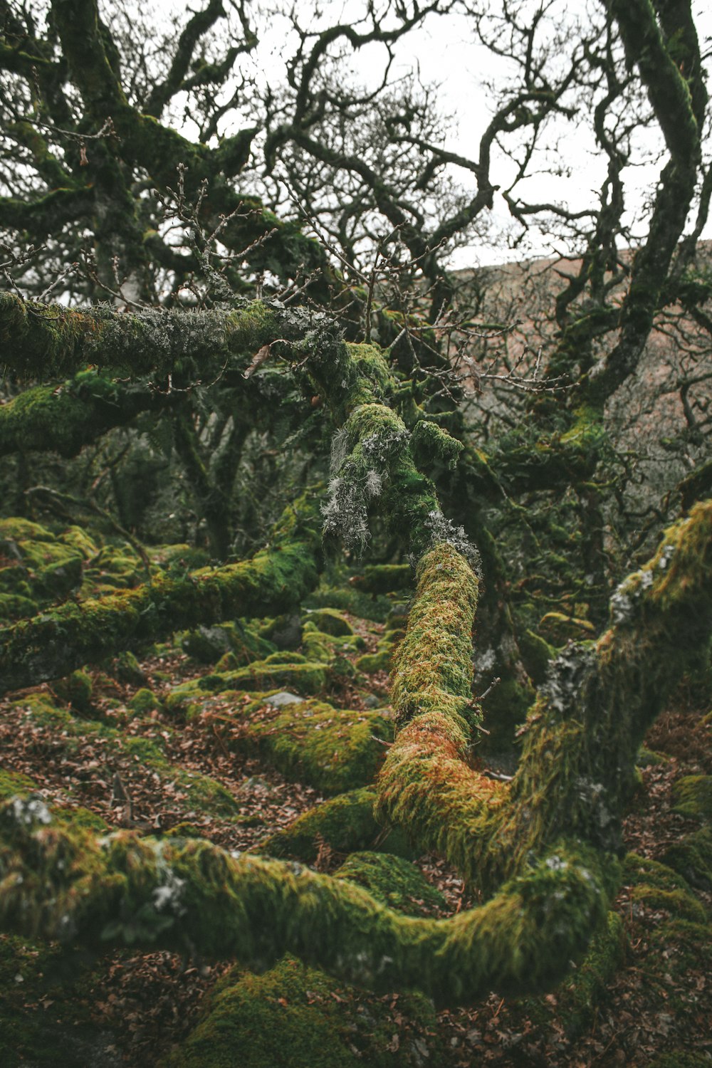 moss covered trees in a forest on a cloudy day