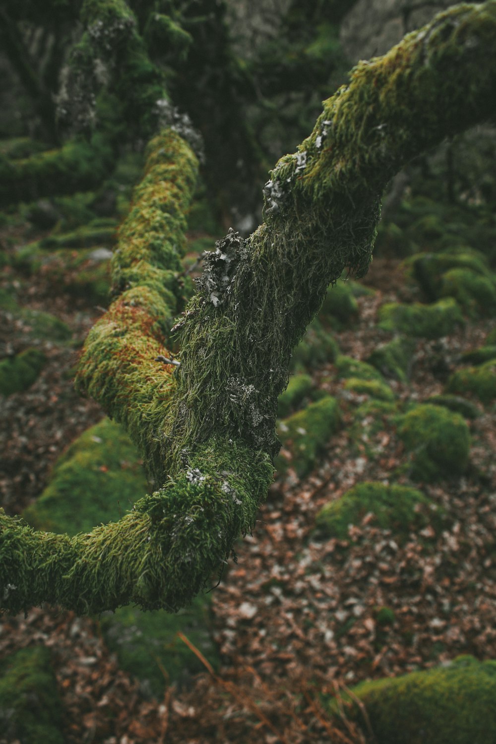 moss growing on a tree branch in a forest