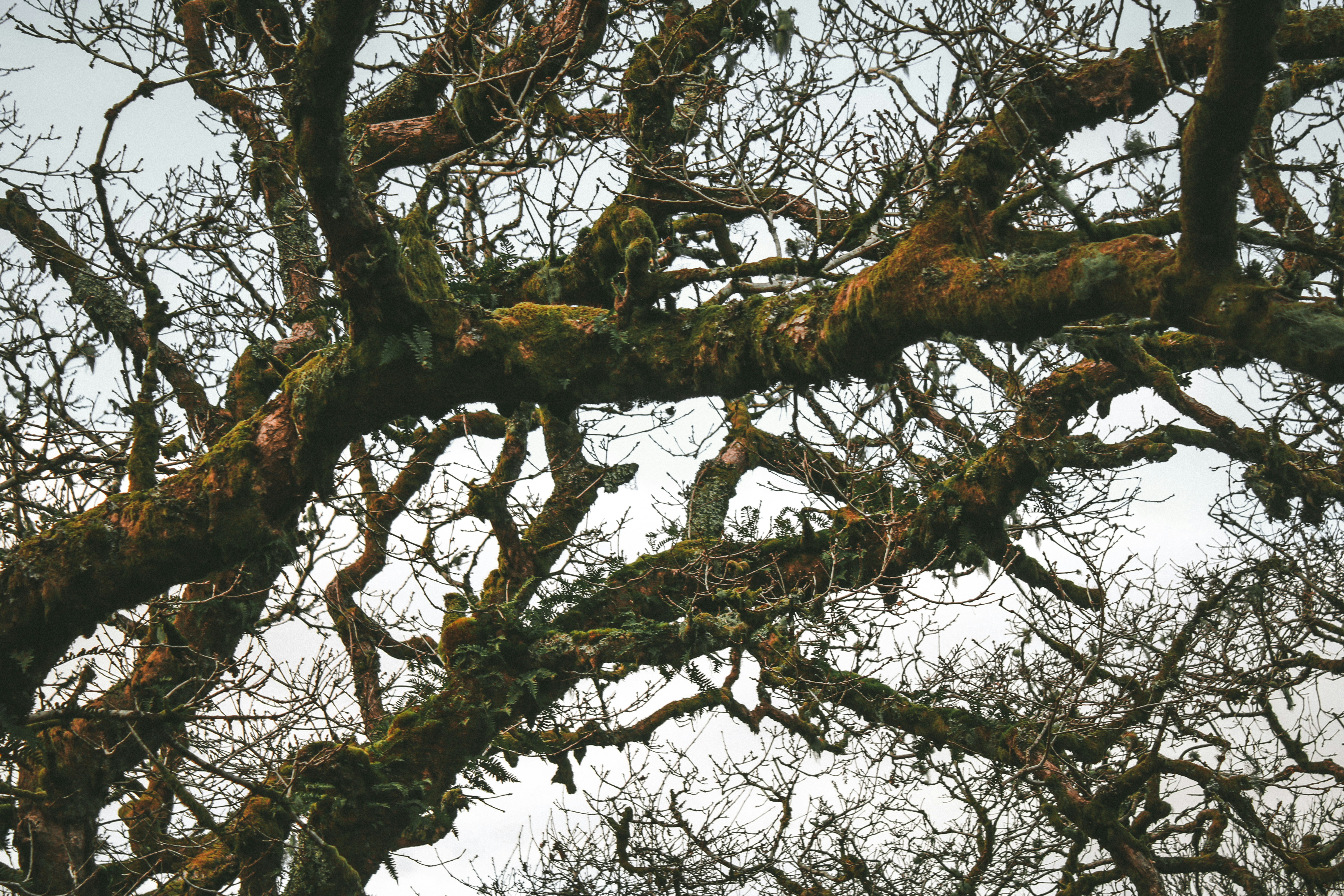 Bare branches of a substantial wintering tree covered in moss and lichen