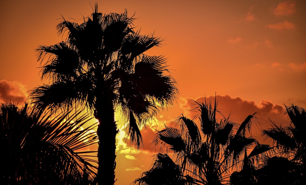 a palm tree is silhouetted against a sunset