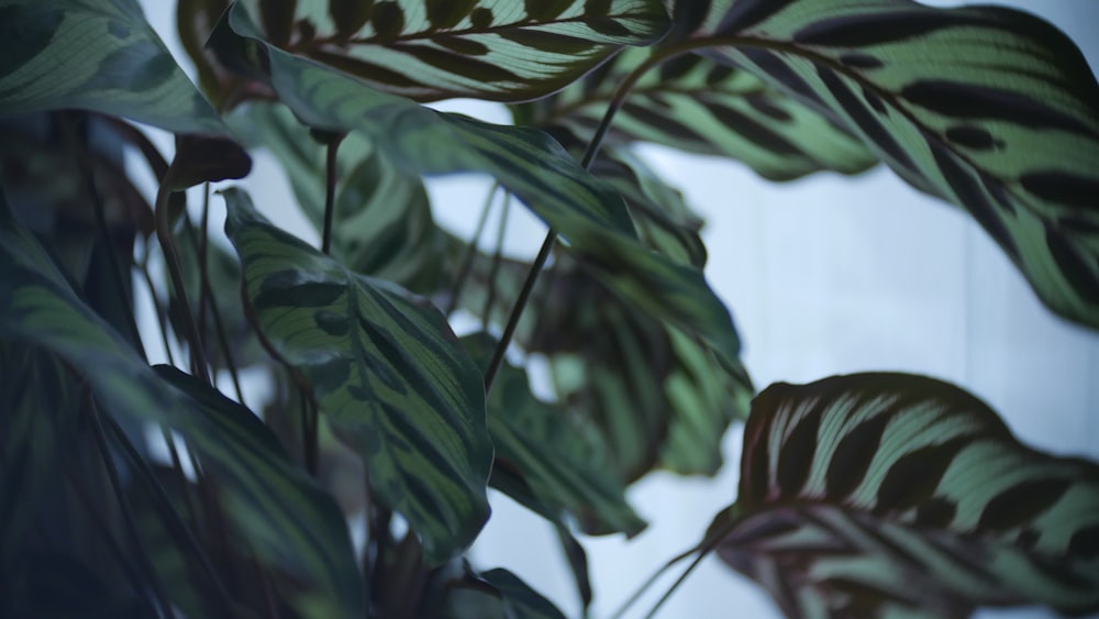 a close up of a plant with green leaves