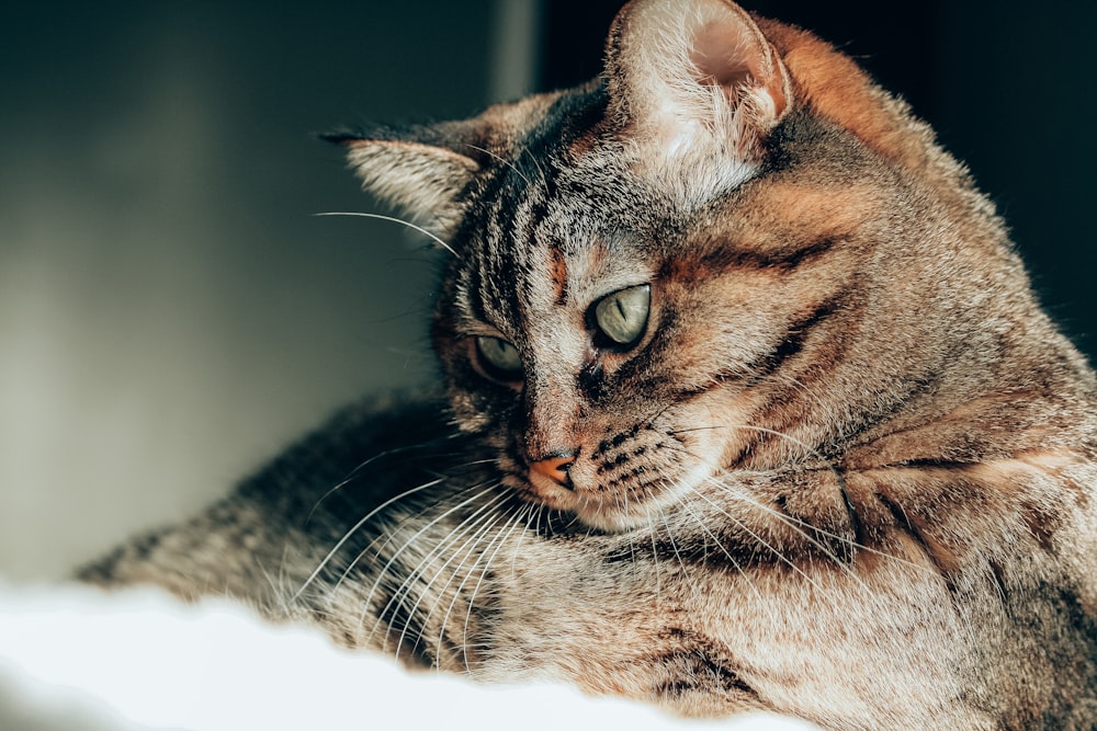 a close up of a cat laying on a bed