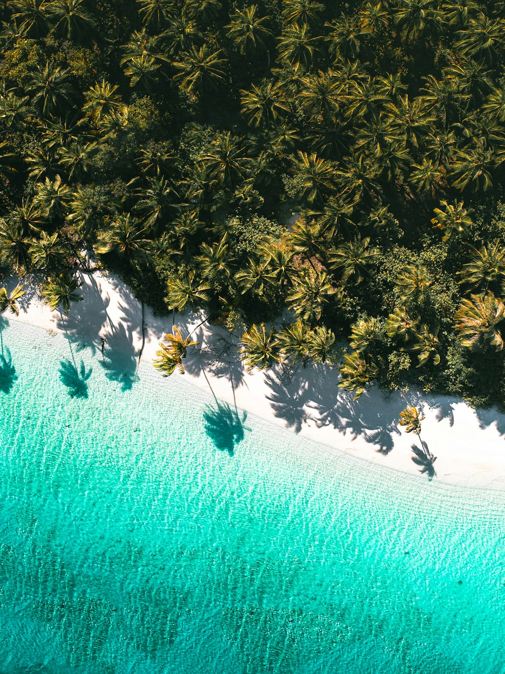 an aerial view of a beach with palm trees