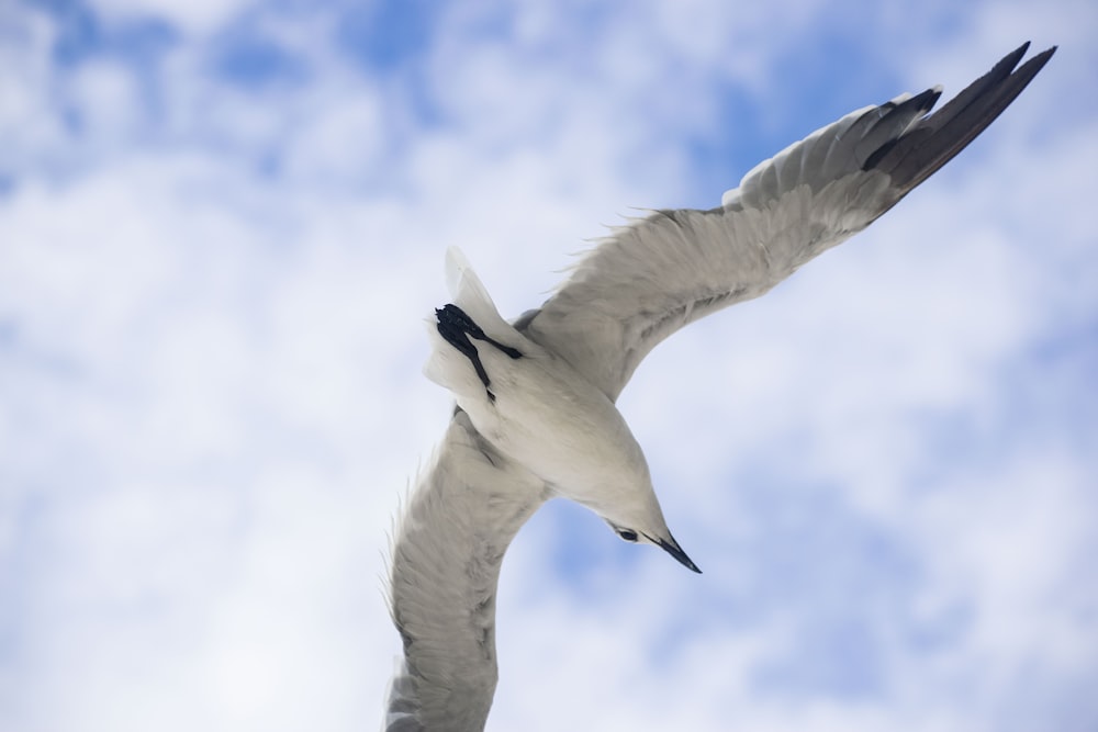 a seagull flying in the sky with its wings spread