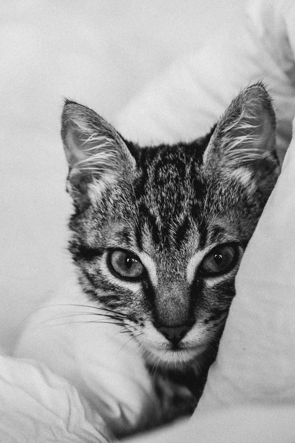 a black and white photo of a kitten peeking out from under a blanket