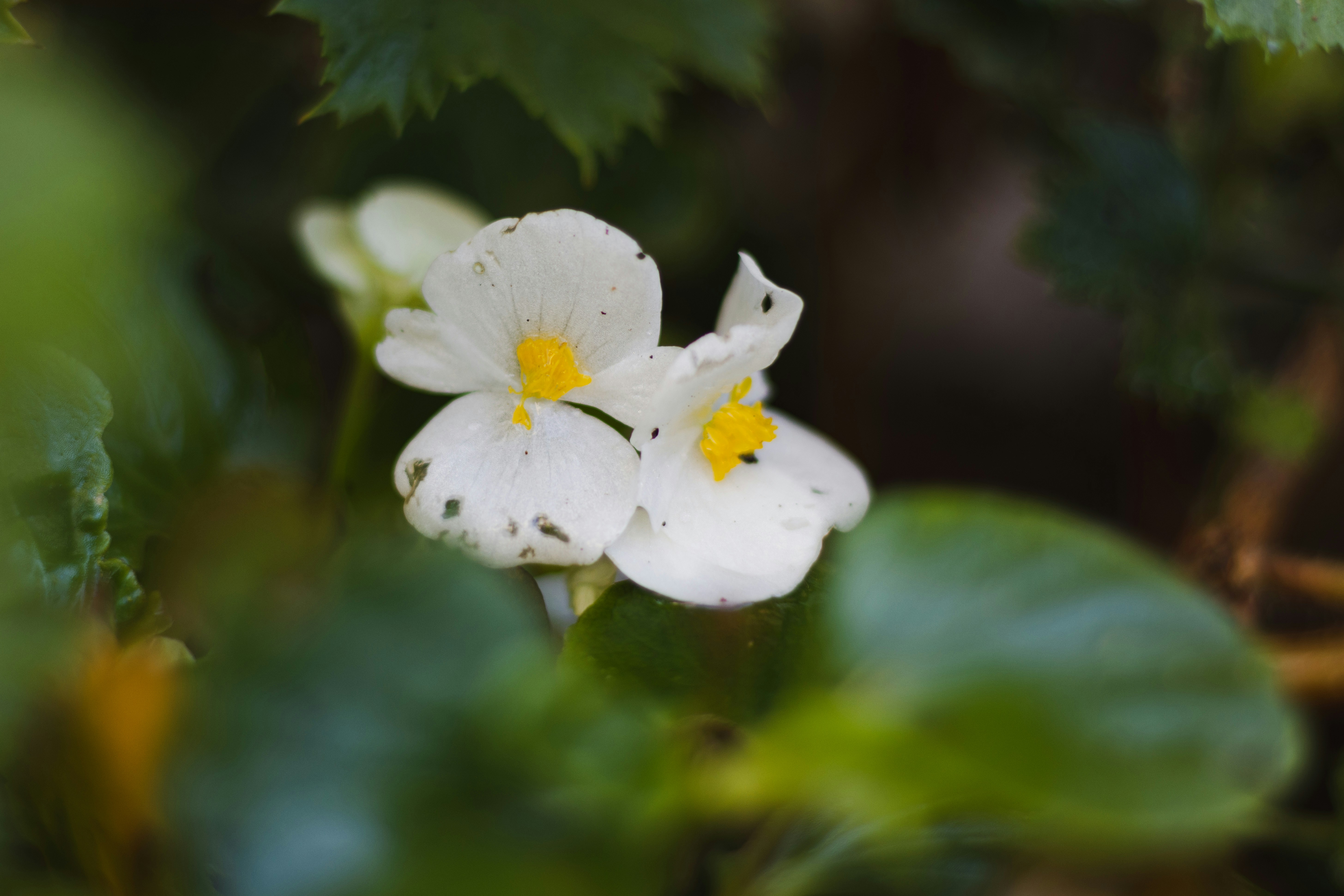 Photo by shoham_avisrur