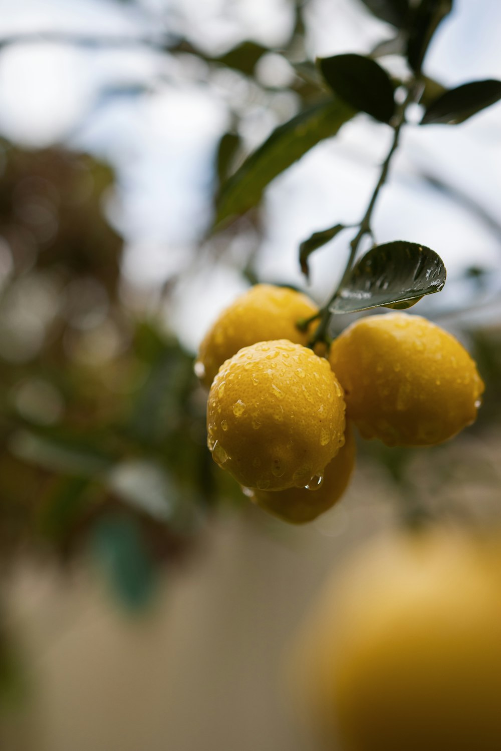 two lemons hanging from a tree with water droplets on them