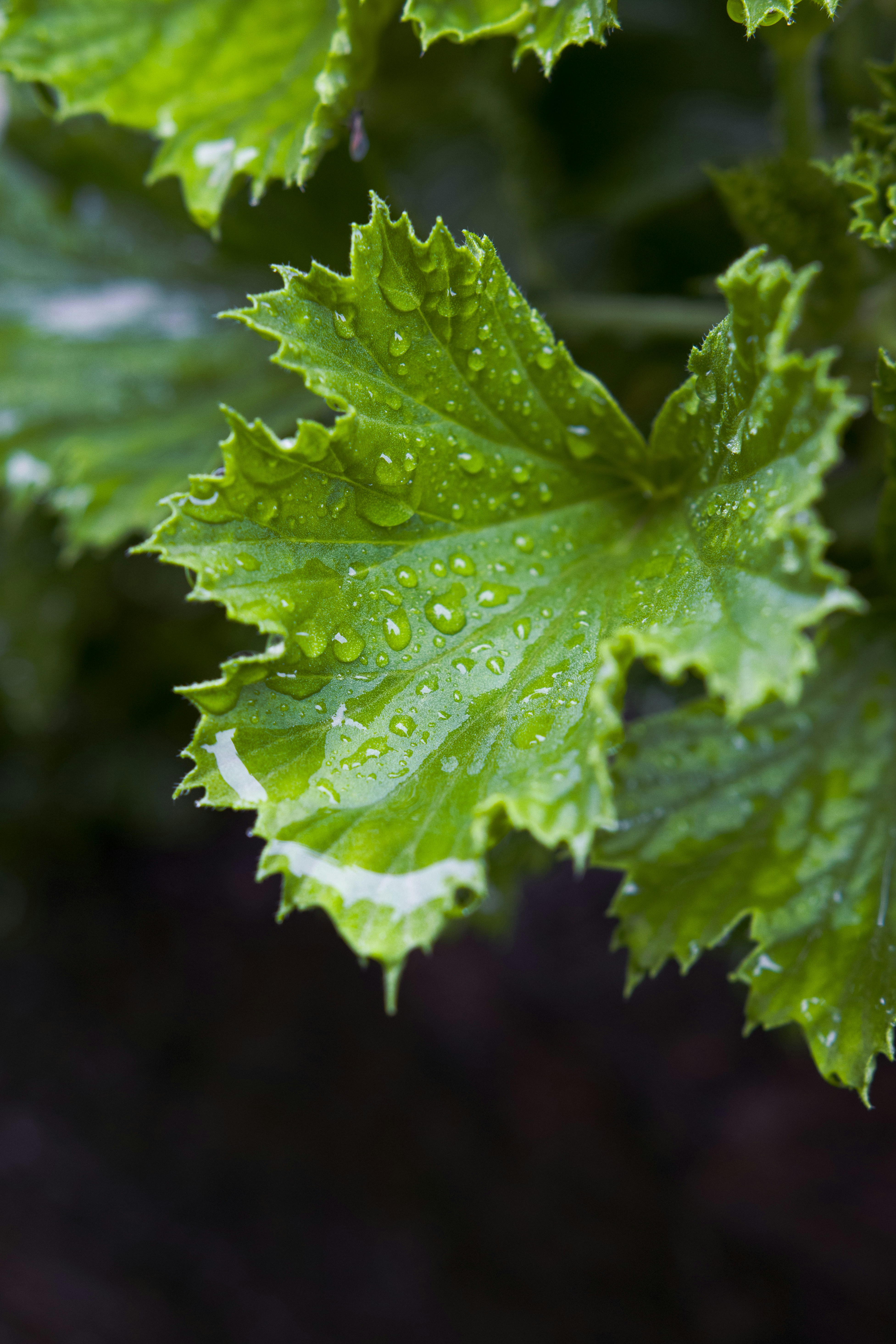 Photo by shoham_avisrur