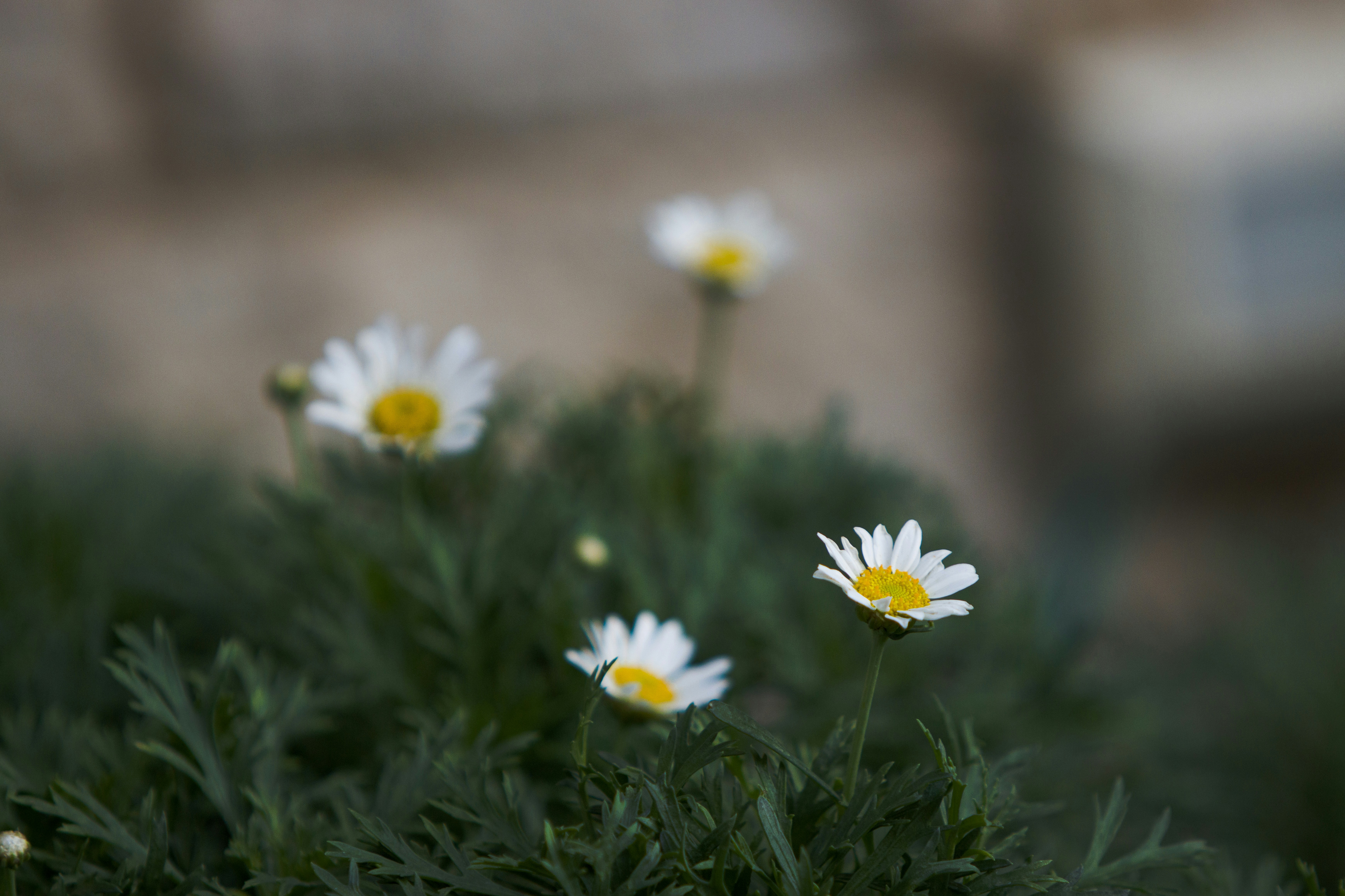 A group of daisies growing in a garden photo Free Daisy Image on Unsplash