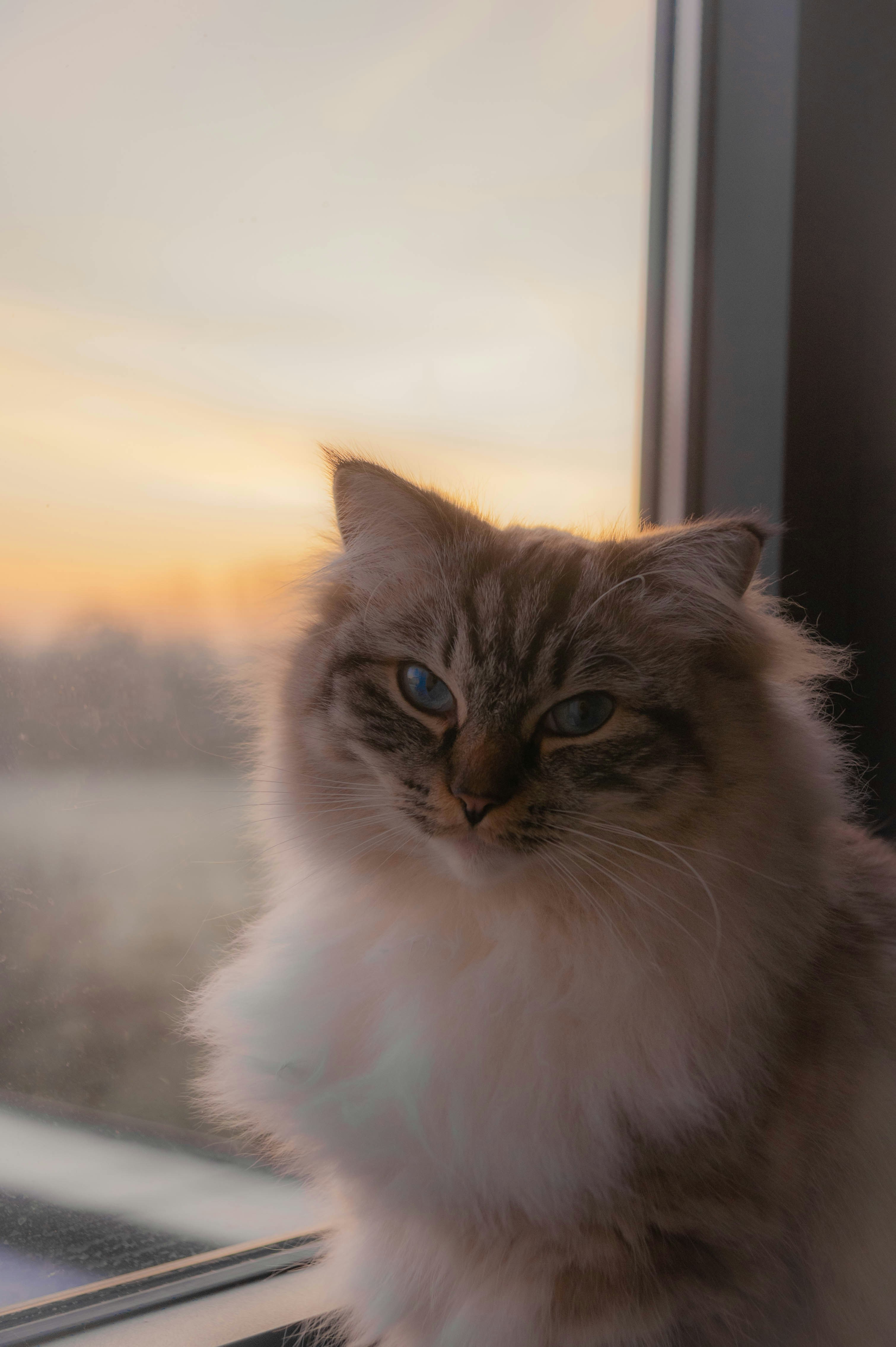 The Dawn Patrol: Early Risers by Nature (image credits: unsplash)