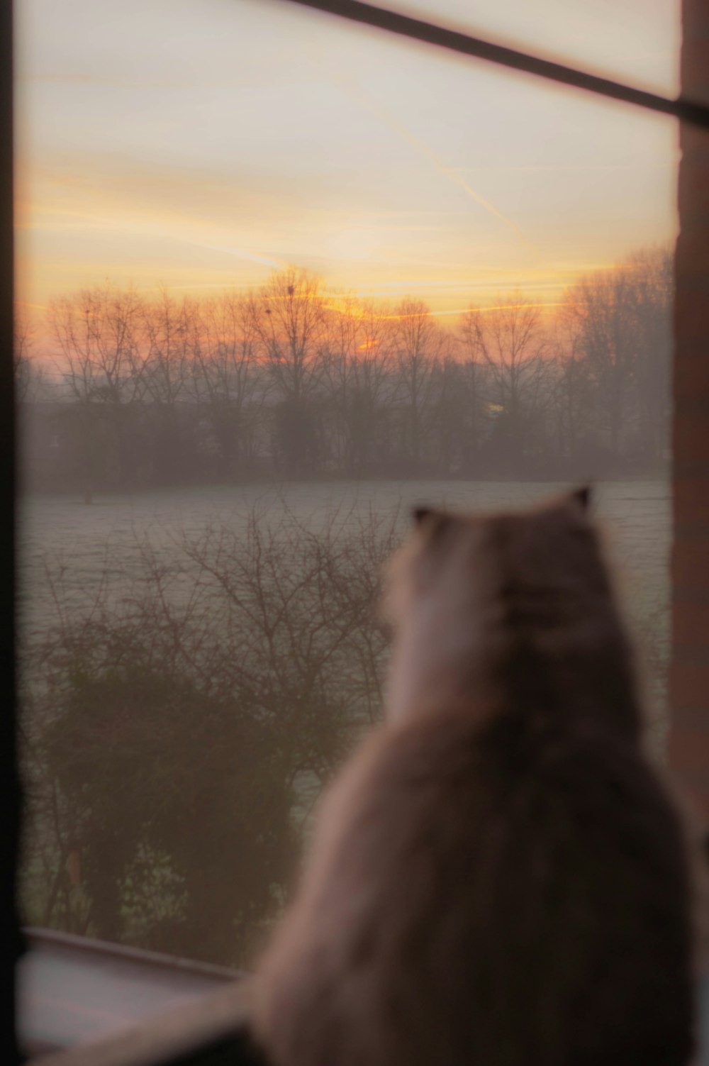 a cat looking out a window at the sunset