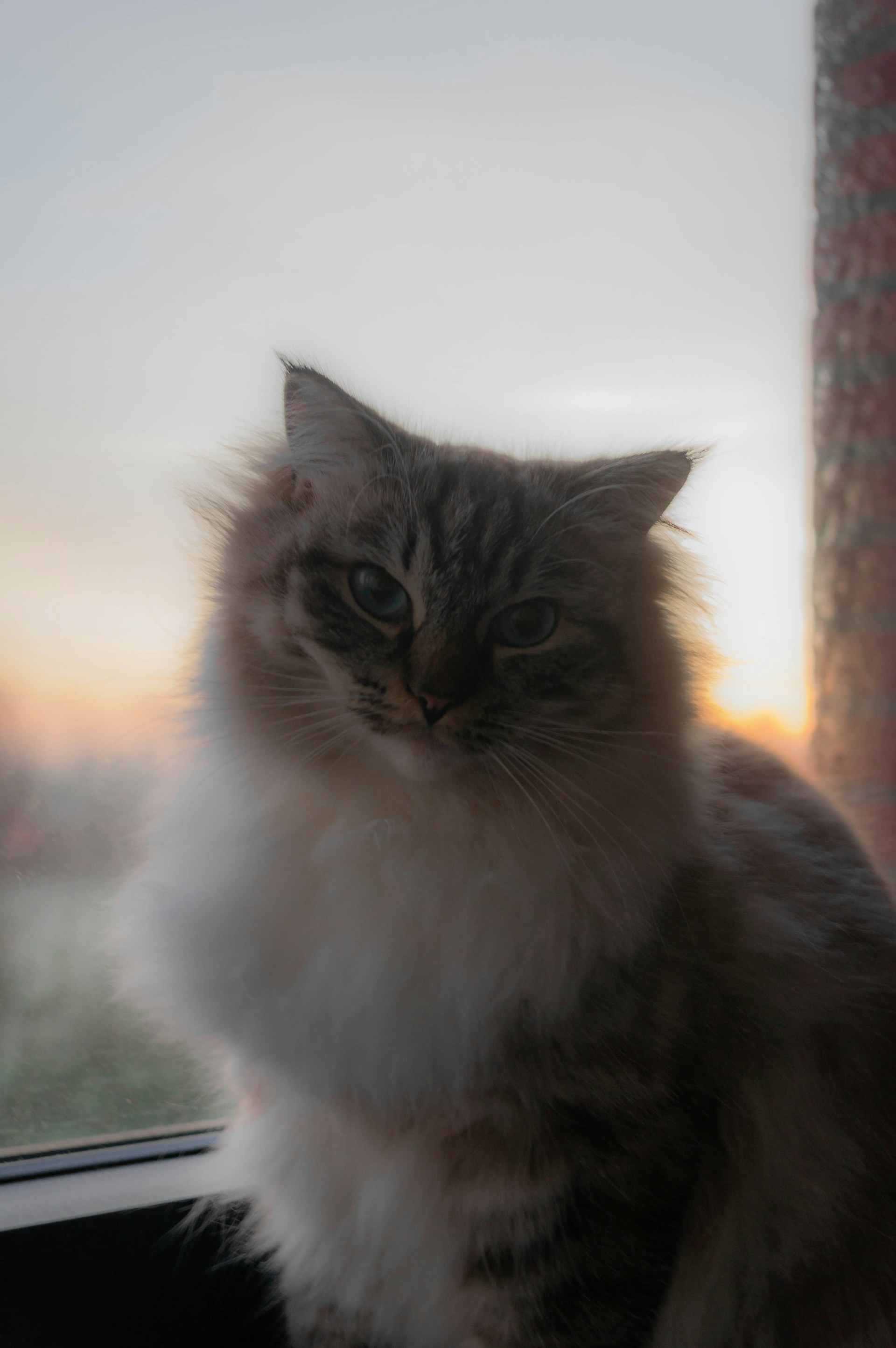 a fluffy cat sitting in a window sill