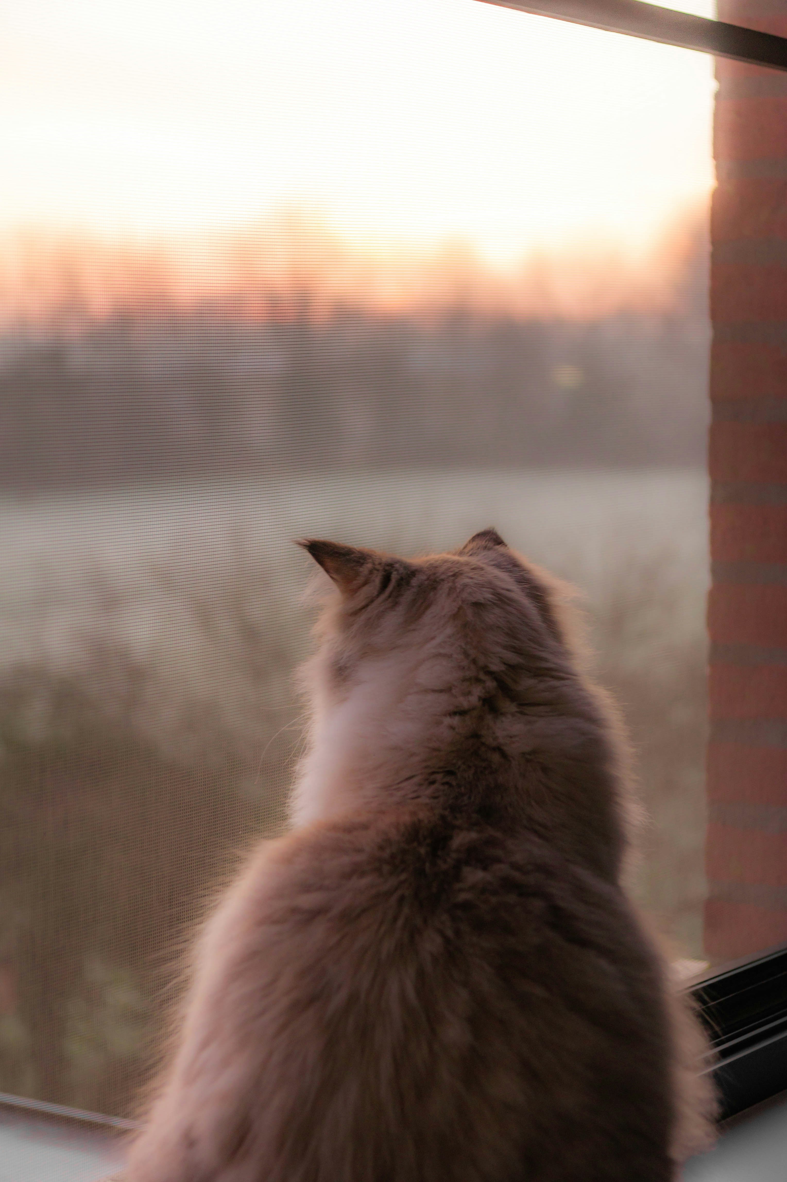 Offer Window Perches and Outdoor Views (image credits: unsplash)