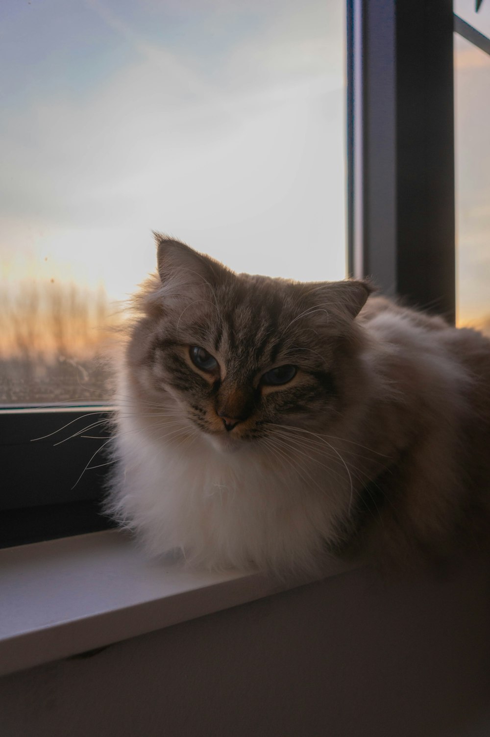 a cat sitting on a window sill looking out the window