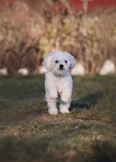 a small white dog standing on top of a grass covered field