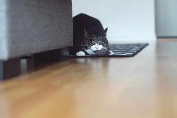 a black and white cat laying on top of a wooden floor