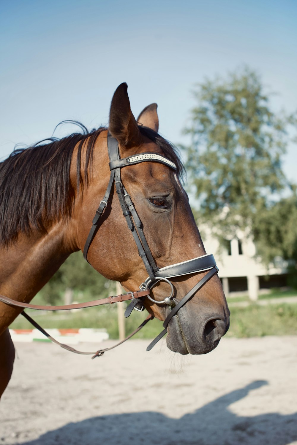 a close up of a brown horse with a bridle