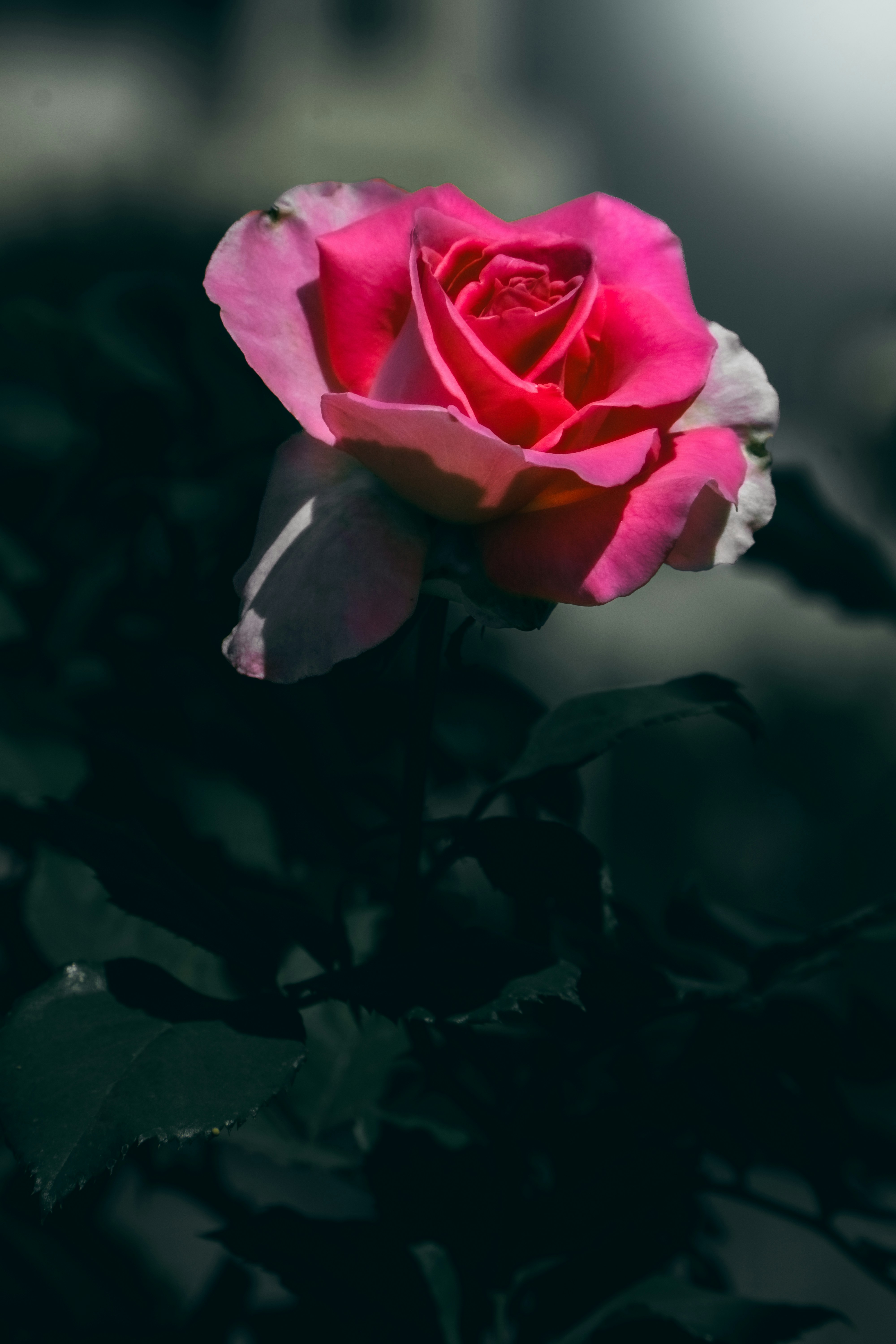 Photo by tomatopictures1