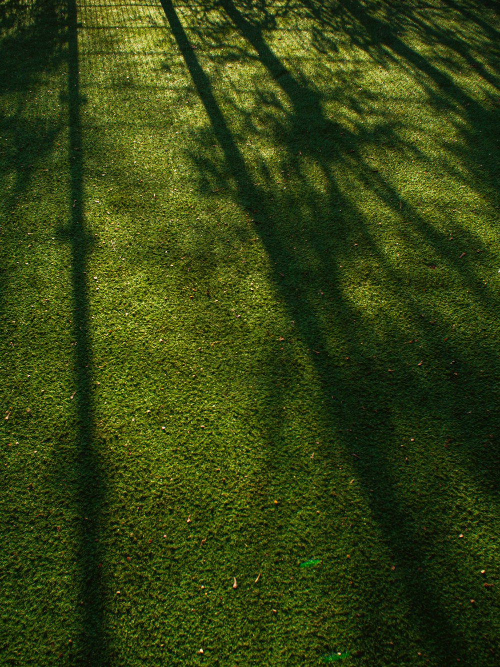 L’ombre d’un arbre sur l’herbe d’un court de tennis