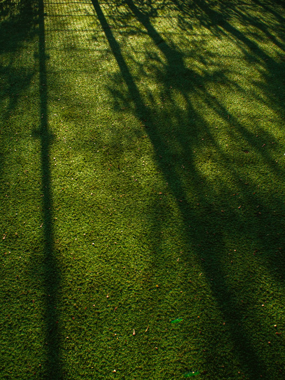 the shadow of a tree on the grass of a tennis court