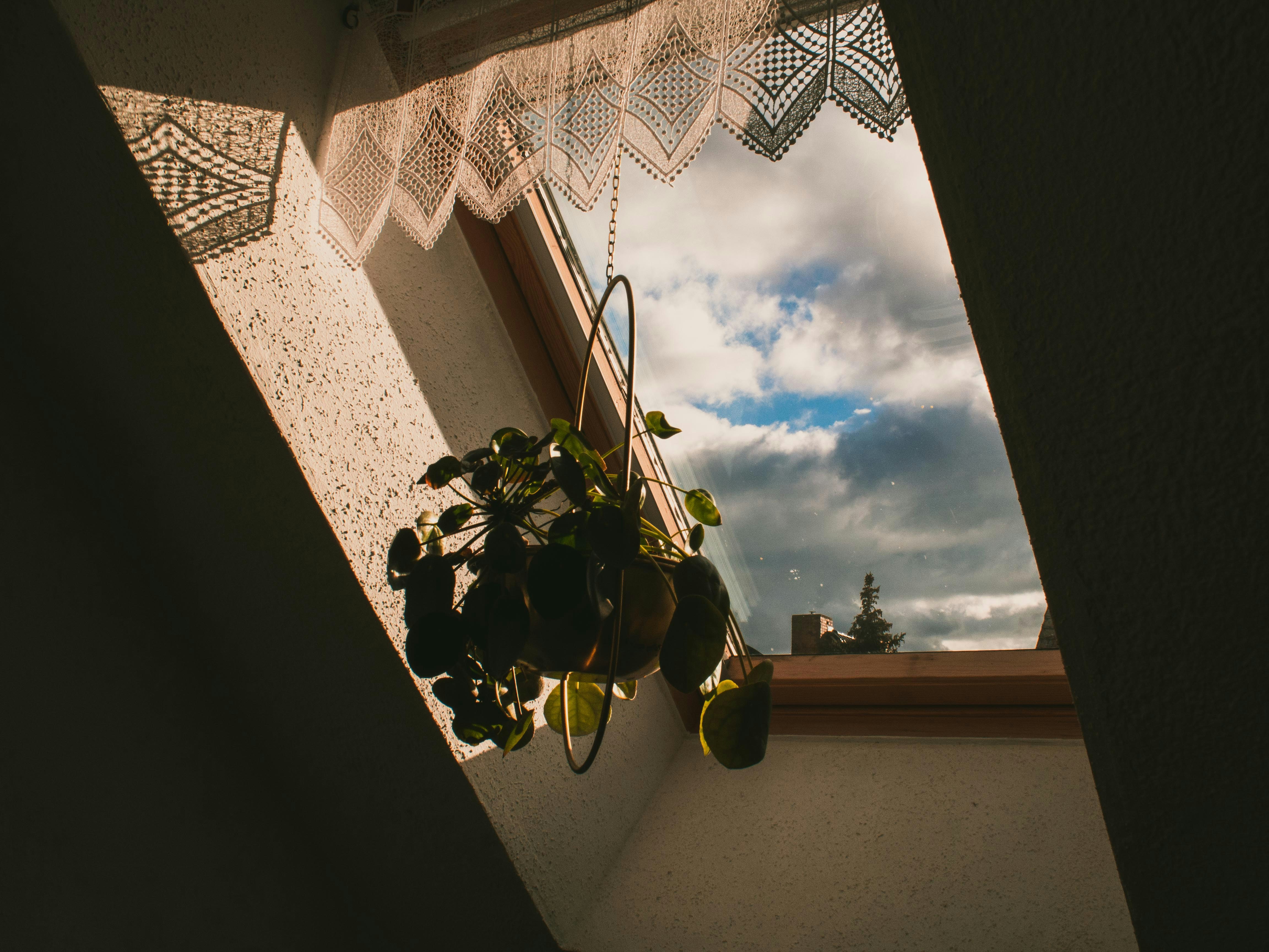 a potted plant hanging from a window sill