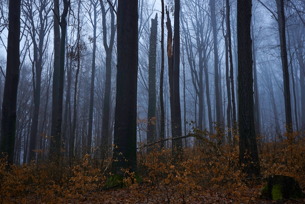 a forest filled with lots of tall trees