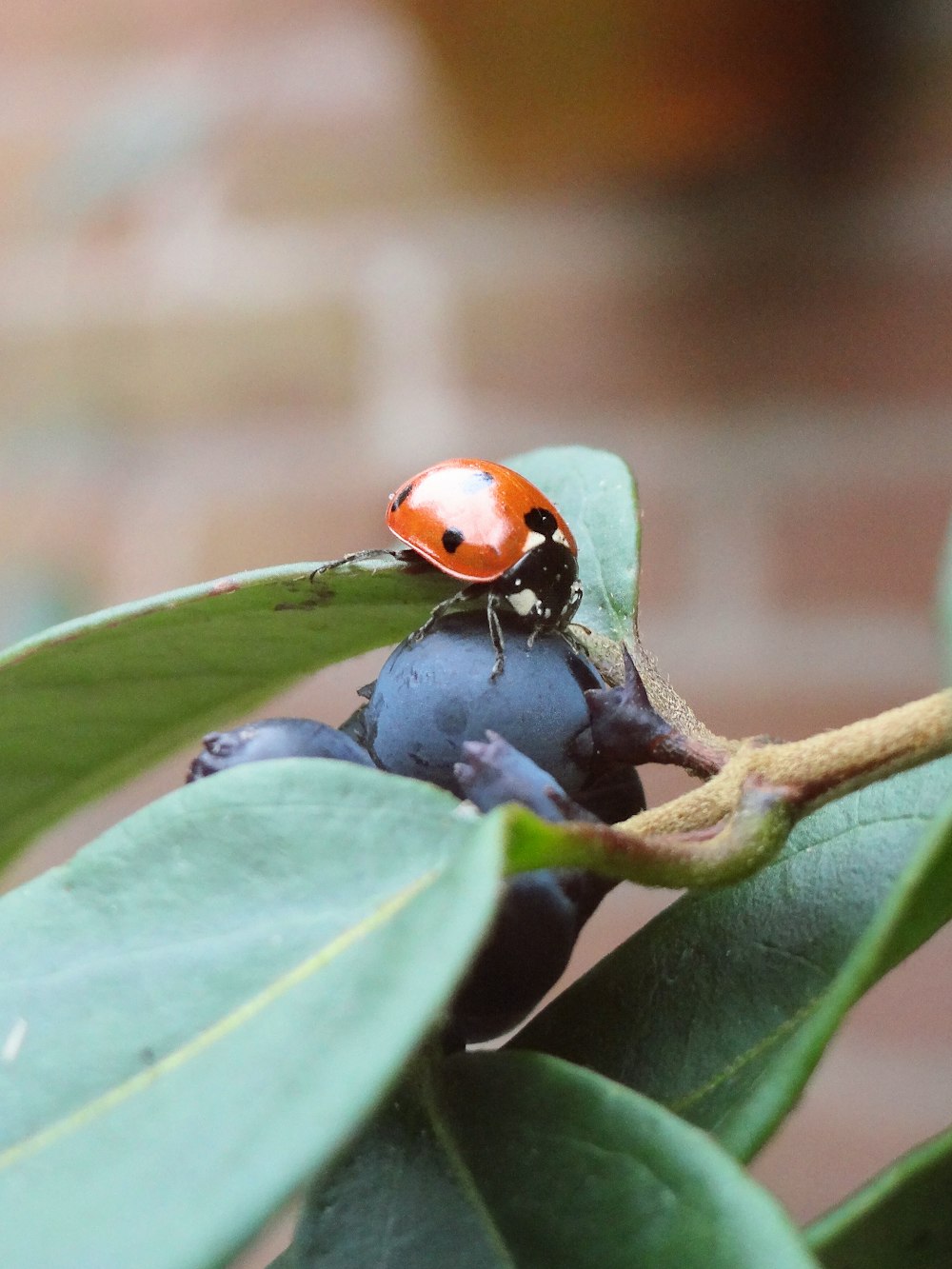 a lady bug sitting on top of a green leaf