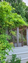 A garden scene featuring lush green foliage covering a large wooden structure with wire mesh. The plants appear vibrant and full, creating a dense layer that surrounds the structure. In the background, further greenery and flowering plants contribute to the natural setting.