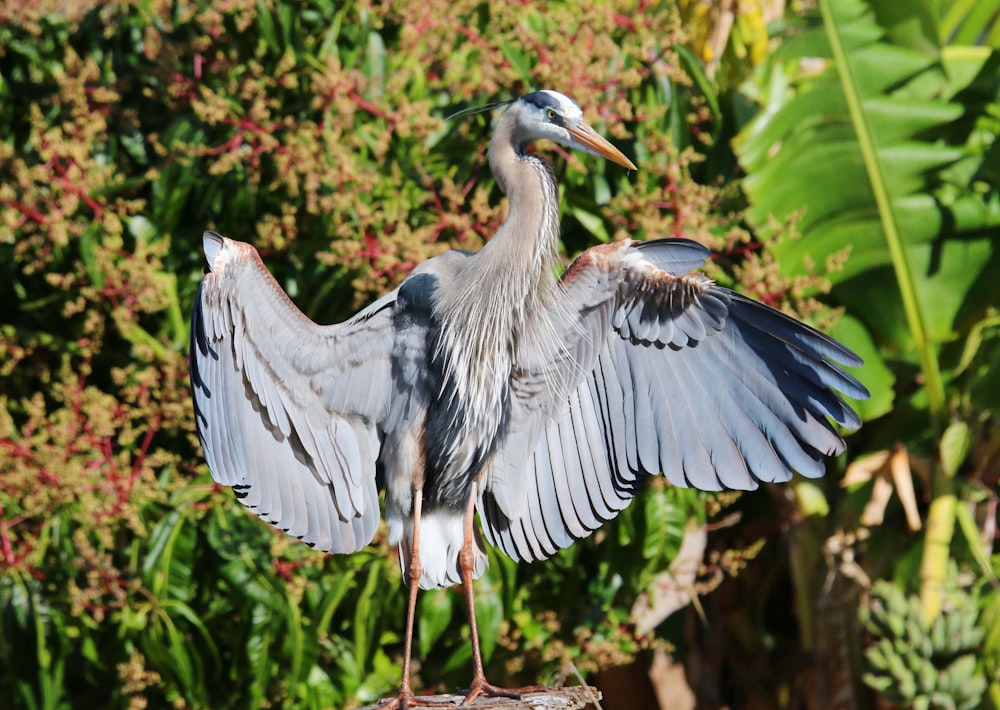 a large bird with its wings spread out